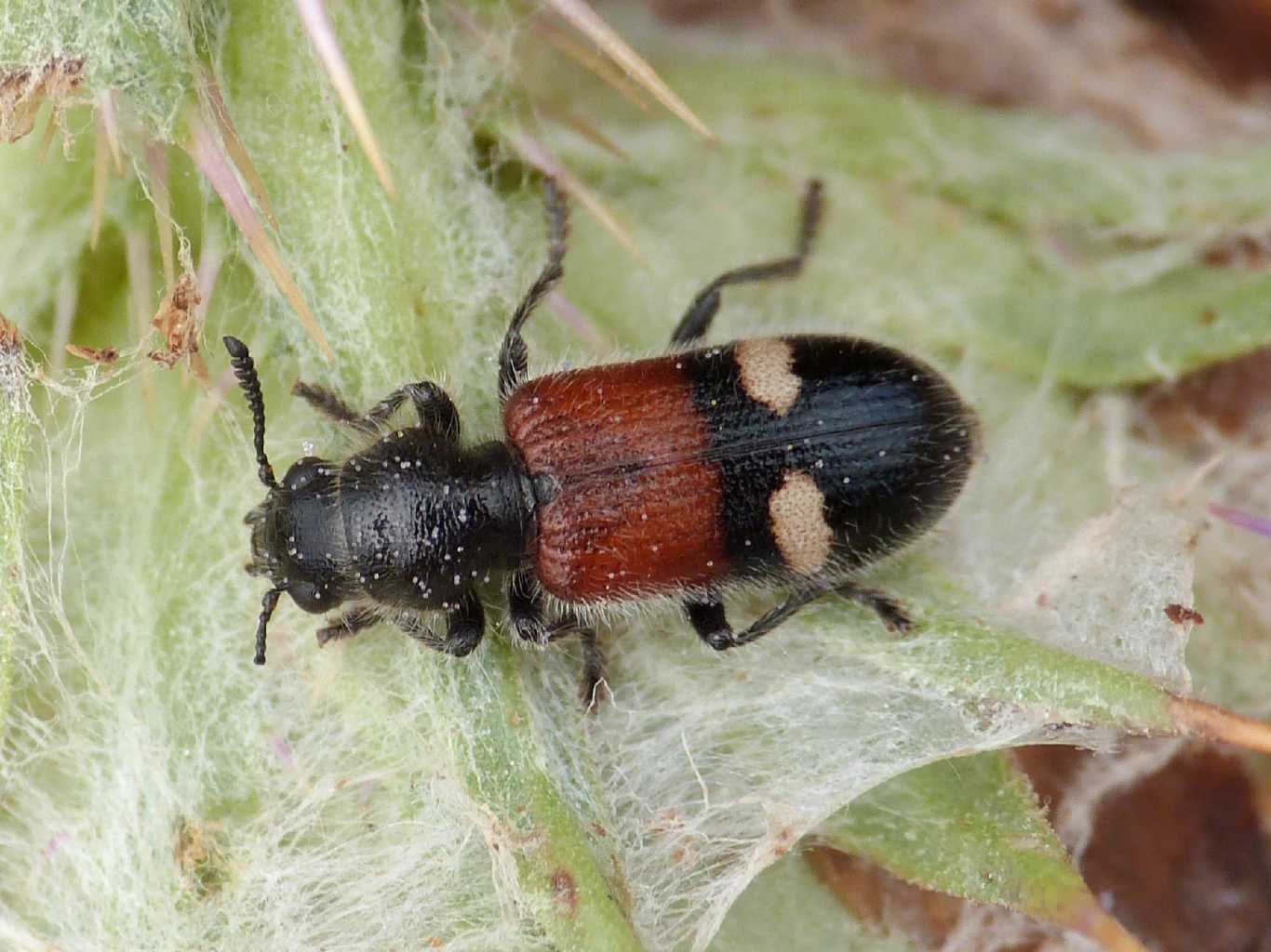 Tilloidea transversalis sarda